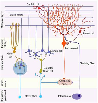 Origins, Development, and Compartmentation of the Granule Cells of the Cerebellum